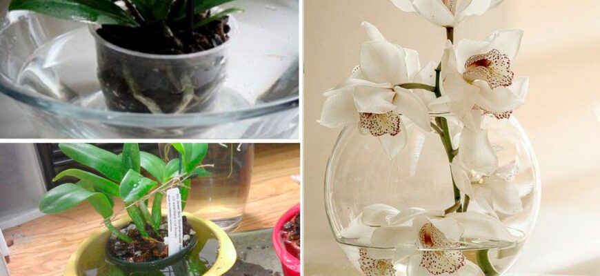 Усі підсушують орхідею, а я навпаки замочую: квітує рясно по 5 разів на рік – моя улюблена красуня
