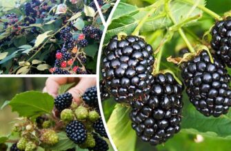 Ремонтантну ожину так краще не обрізати: 1 помилка і врожай одразу скорочується в 10 разів