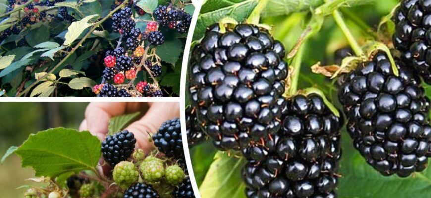 Ремонтантну ожину так краще не обрізати: 1 помилка і врожай одразу скорочується в 10 разів