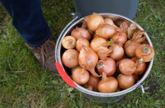 Цибуля виростає величезною! Використовую лише 1 перевірений метод восени, щоб навесні врожай був просто ВАУ
