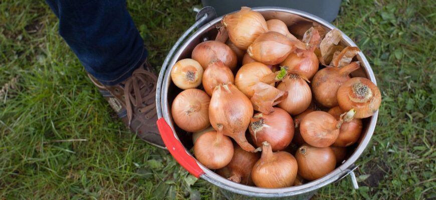 Цибуля виростає величезною! Використовую лише 1 перевірений метод восени, щоб навесні врожай був просто ВАУ