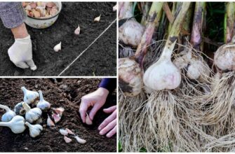 Посіяла насіння часнику цієї осені й більше не чіпаю: за 2 зими й 2 літа збиратиму величезні голівки