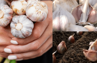Календар посіву озимого часнику на листопад 2025: у ці дні буде найщедріший врожай