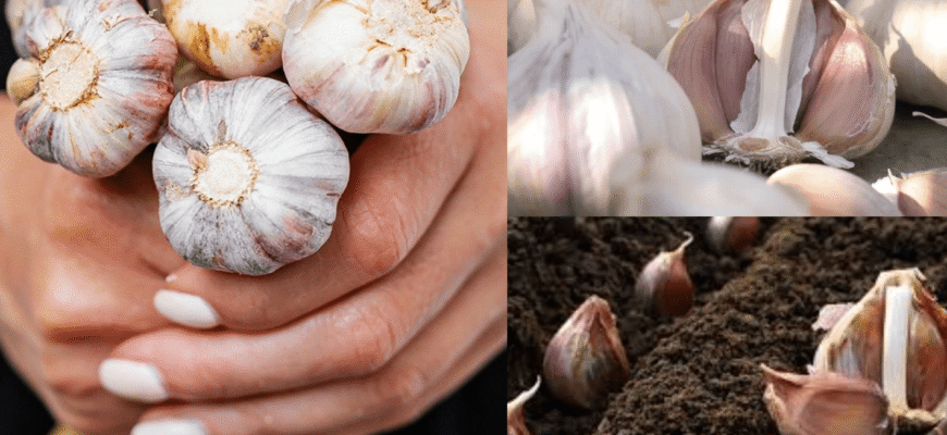 Календар посіву озимого часнику на листопад 2025: у ці дні буде найщедріший врожай