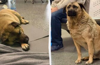 Пес Міша з «Теремків» нарешті знайшов новий дім і сім’ю