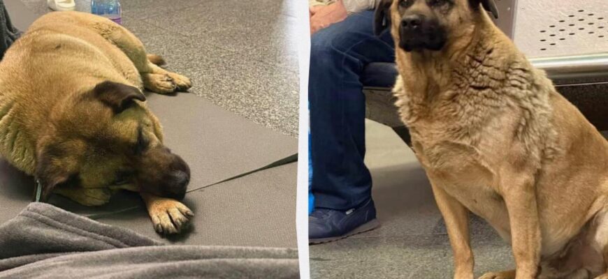 Пес Міша з «Теремків» нарешті знайшов новий дім і сім’ю