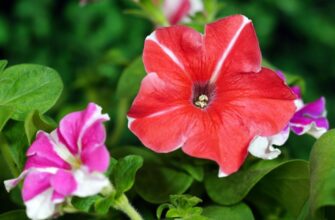 1 склянка добрива з кухні – і петунія цвіте всю зиму: чим підживити квітку прямо зараз