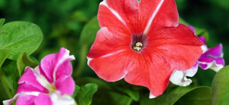 1 склянка добрива з кухні – і петунія цвіте всю зиму: чим підживити квітку прямо зараз