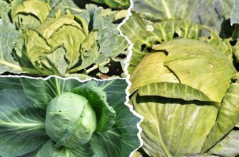 2 ідеальних сорти капусти для квашення та зберігання: міцні, соковиті та потужні — вагою від 6 кг