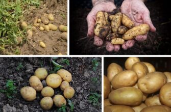 Обходьте ці 2 сорти картоплі десятою дорогою: на смак прісні, а у супі – справжнісінька вата