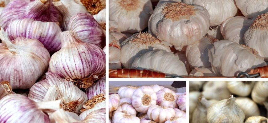 Замочіть зубчики в цьому розчині – й озимий часник 2026 виросте розміром із кулак