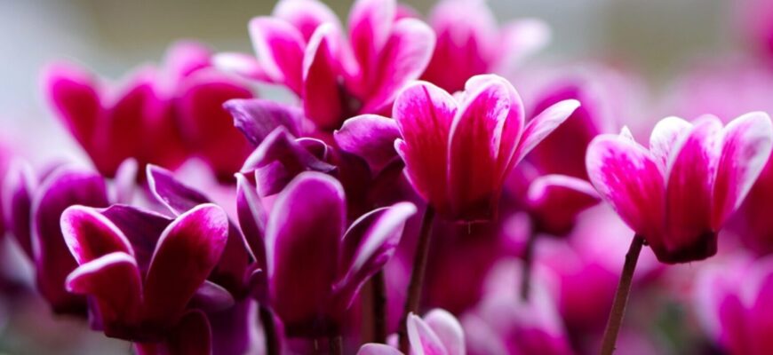 Ця 1 рослина зробить ваш сад квітучим навіть взимку – що посадити на ділянці