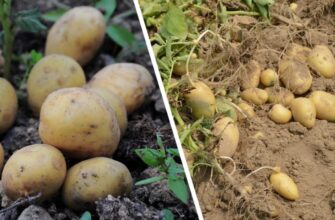 Щороку саджаю лише їх: 3 сорти картоплі з найкращим смаком і високим показником урожайності