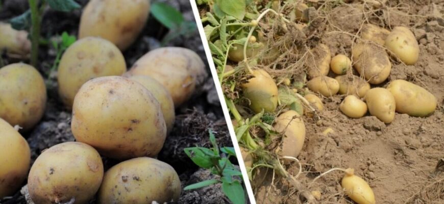 Щороку саджаю лише їх: 3 сорти картоплі з найкращим смаком і високим показником урожайності