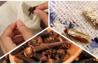 2 копійчані пряності у марлевий мішечок, і міль — “очманіє”: кладу його у шафу та забуваю про шкідника