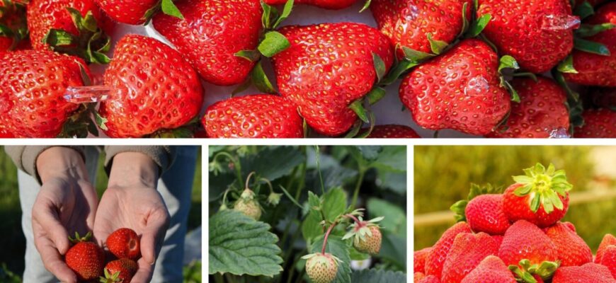 Не садіть це після полуниці ні в якому разі: урожаю не буде – на Одещині всі знають цей секрет