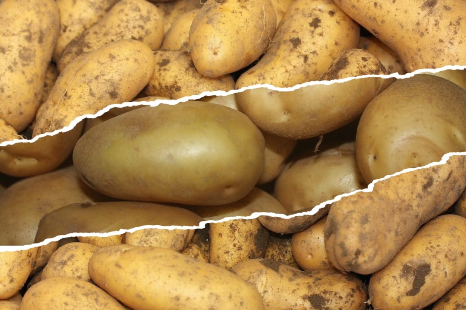 Експерт розповів, як правильно зберігати картоплю