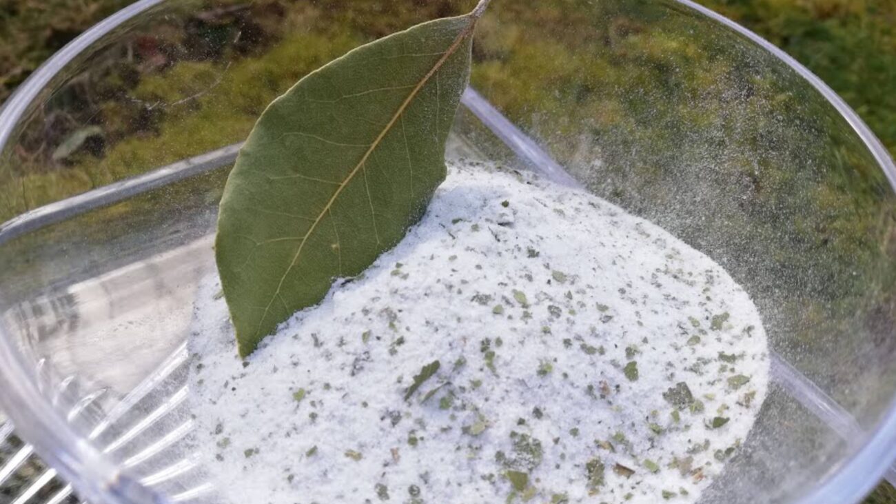 Господині розповіли, як сіль і лаврове листя рятують від конденсату і цвілі