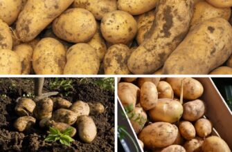 Вже 15 років у лунки з картоплею вношу це: збираю по 2 ящика з квадратного метра щоразу