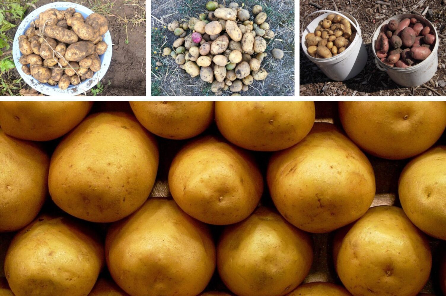 Агроном розповів, який сорт картоплі обрати для великого раннього урожаю