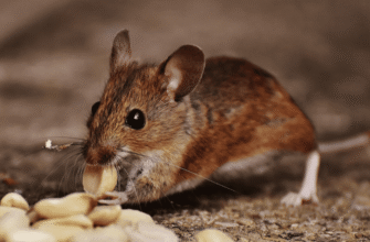 Миші і щурі підуть назавжди: як назавжди позбутися гризунів у будинку взимку
