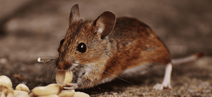 Миші і щурі підуть назавжди: як назавжди позбутися гризунів у будинку взимку