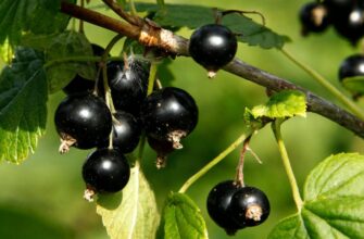 Пізно, але час ще є: осіння обрізка смородини 2025 на Київщині – ці 2 дні ідеальні