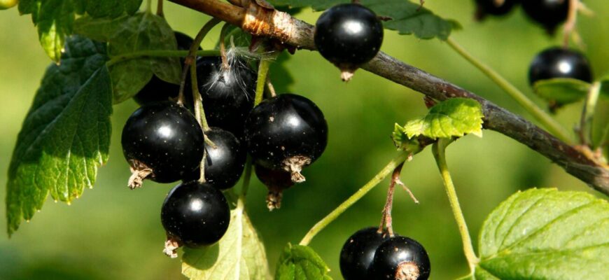 Пізно, але час ще є: осіння обрізка смородини 2025 на Київщині – ці 2 дні ідеальні