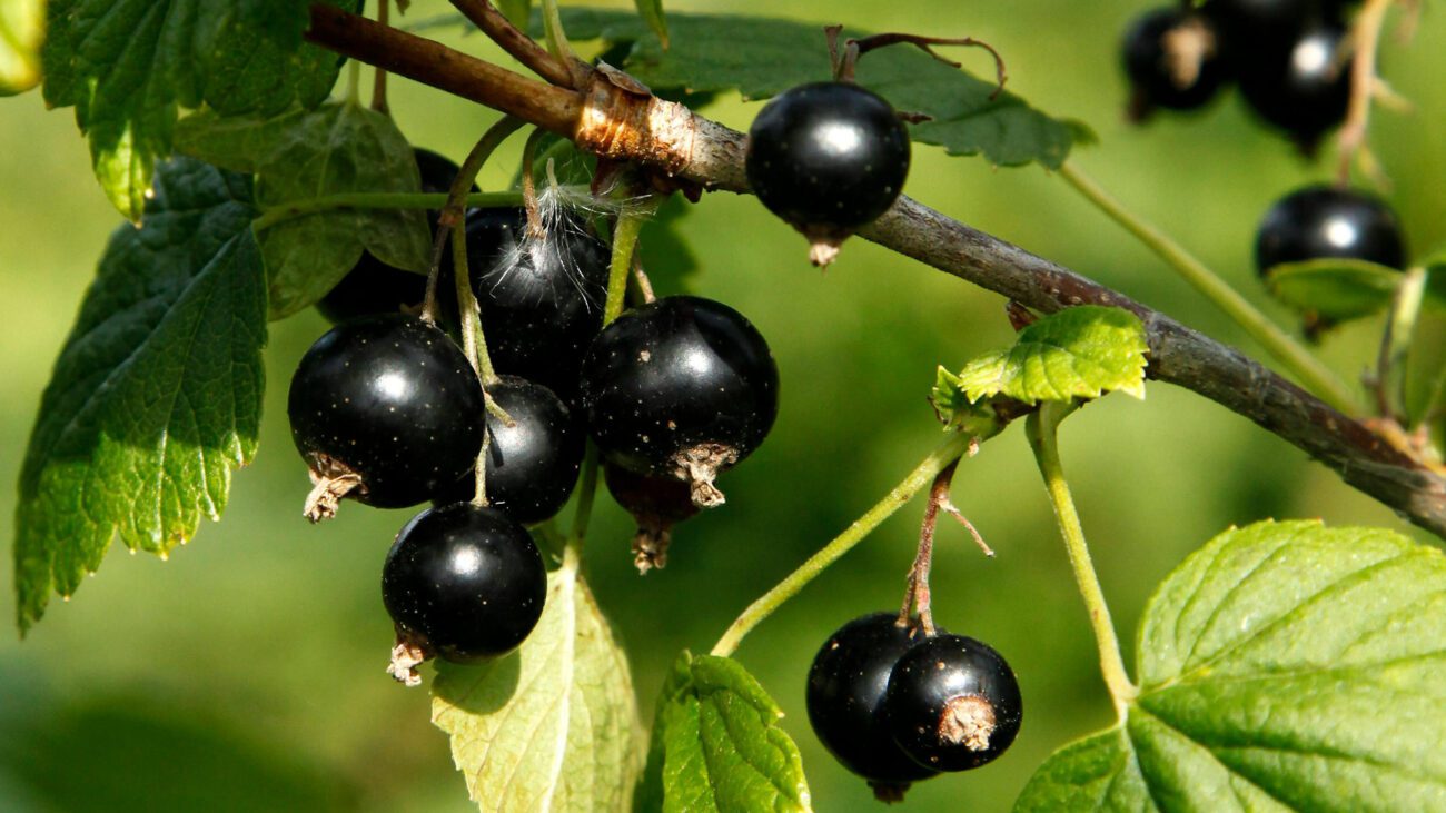 Агрономи розсекретили, чим підживити смородину для рясного врожаю Агрономи розсекретили, чим підживити смородину для рясного врожаю