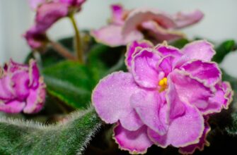 Достатньо 1 ложки під кожен корінець і фіалка попре як на дріжджах: свекруха обзаздриться цвітінню