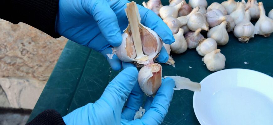 Не сію часник, поки не подивлюся уважно на це дерево: 1 “безперебійний” орієнтир підзимової посадки