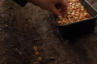 Мій дідусь вміє давати корисні лайфгаки: як посіяти озиму цибулю, щоб та не випускала зайві стрілки