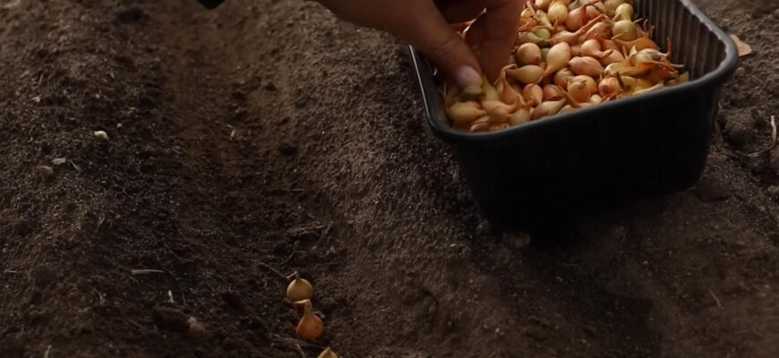 Мій дідусь вміє давати корисні лайфгаки: як посіяти озиму цибулю, щоб та не випускала зайві стрілки