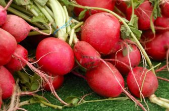 У листопаді та грудні 2025 маєте час: найкращі дні для посіву редиски під зиму