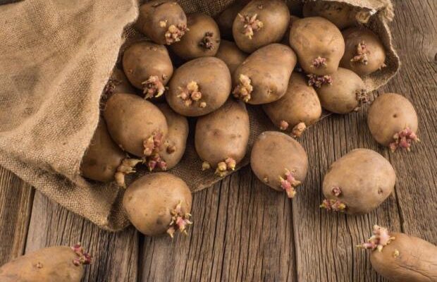 Проросла картопля: Коли її можна їсти, а коли викидати