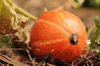 Цей спосіб сушіння гарбуза дозволяє зберігати його до 8 місяців абсолютно без втрати смаку