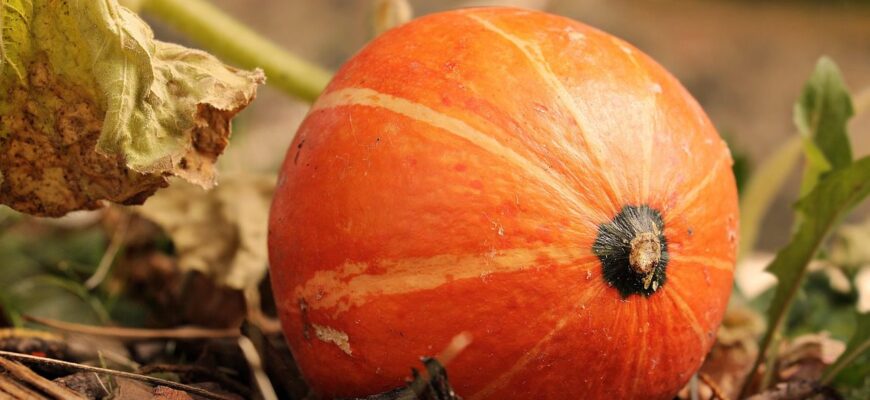 Цей спосіб сушіння гарбуза дозволяє зберігати його до 8 місяців абсолютно без втрати смаку
