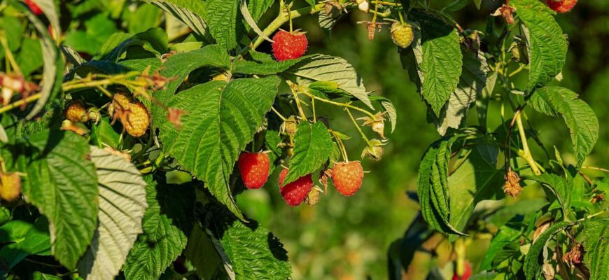 Урожай весь сезон 2026: ось що допоможе розтягнути і подовжити плодоношення малини