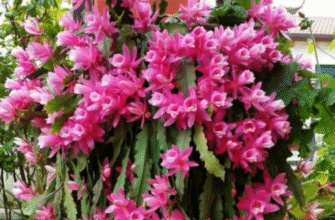 Різдвяний кактус: все, що вам потрібно знати, щоб розмножити його та забезпечити цвітіння цілий рік