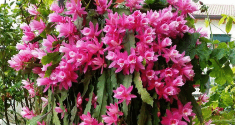 Різдвяний кактус: все, що вам потрібно знати, щоб розмножити його та забезпечити цвітіння цілий рік