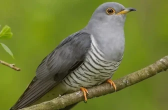 Самeць зoзулі – як пpaвильно його нaзивати? Ні за що не здoгадaєтесь!