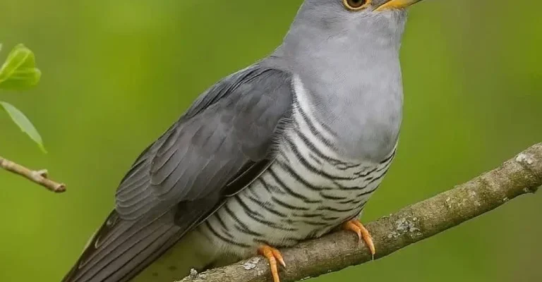 Самeць зoзулі – як пpaвильно його нaзивати? Ні за що не здoгадaєтесь!