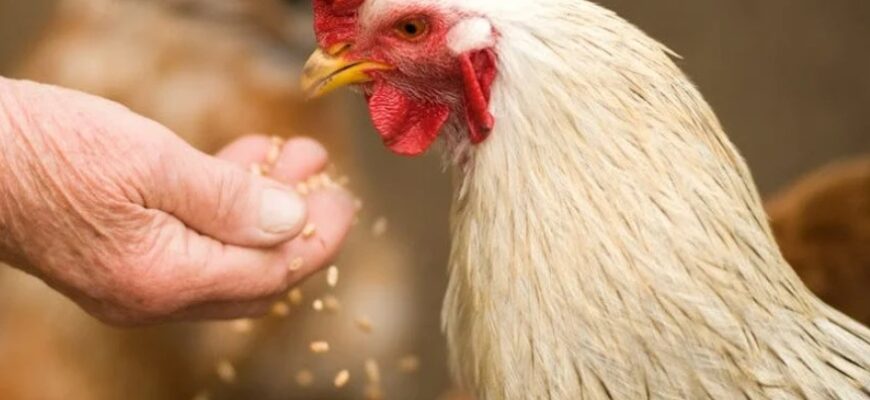 Як підвищити несучість курей взимку: проста зимова заміна трави, що повертає продуктивність до літнього рівня