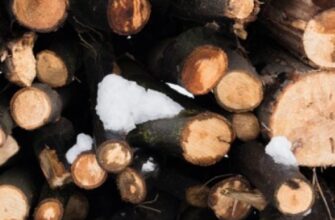 Сирі дрова горітимуть, як сухі: простий спосіб, який завжди працює