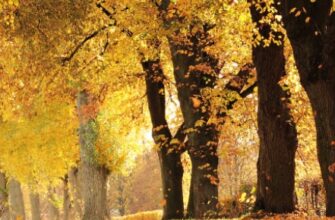 У листопаді буде ще три дні справжнього тепла: синоптик назвав дати