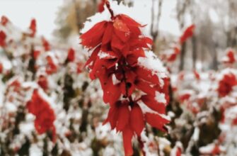 Синоптикиня відповіла, коли буде перший сильний сніг в Україні.