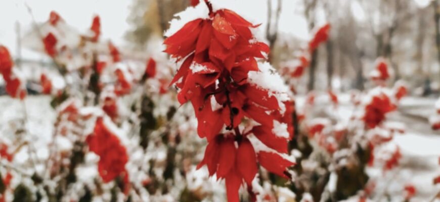 Синоптикиня відповіла, коли буде перший сильний сніг в Україні.