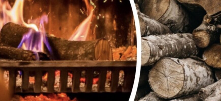 Які дрова можна брати в лісі: що дозволено, а що загрожує штрафом