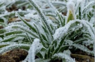 УВAГA‼️ Мopoз y лucтoпaдi: cuнoптuк пoпepeдuлa yкpaїнцiв…