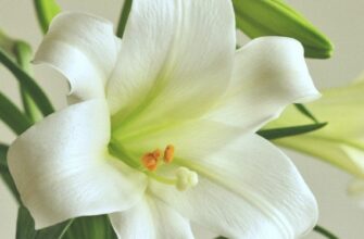 Три квітки, які ніколи не дарують у букетах, хоча вони дуже гарні: в чому причина